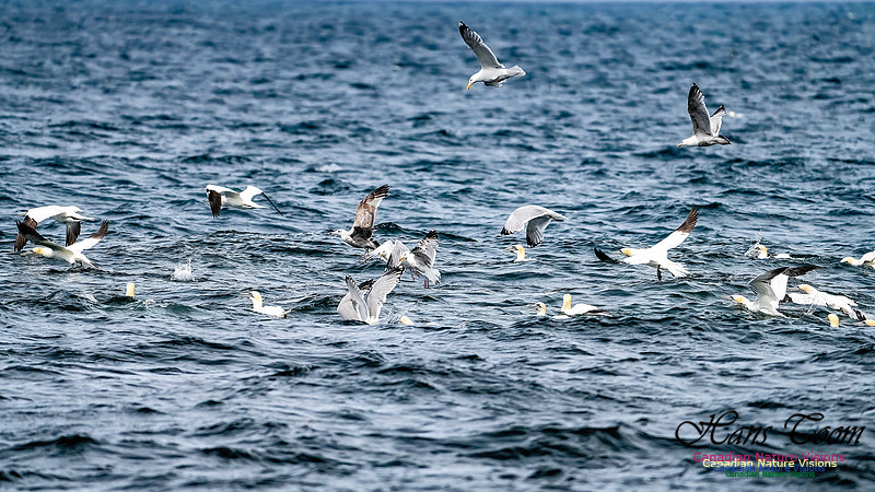 St. Vincent Whales and Gannets 129