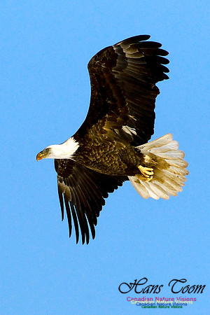 Bald Eagle