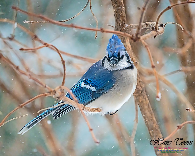 Blue Jay 105