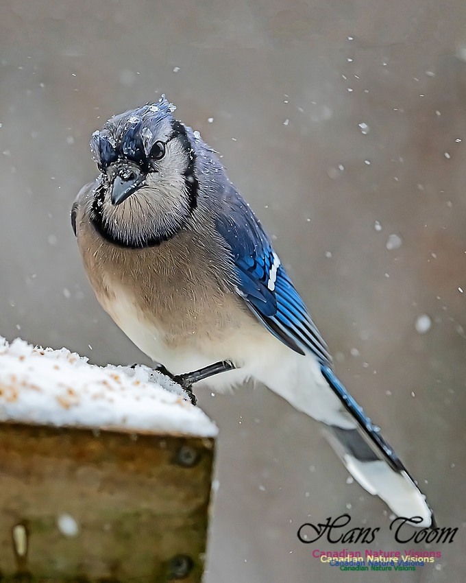 Blue Jay 104