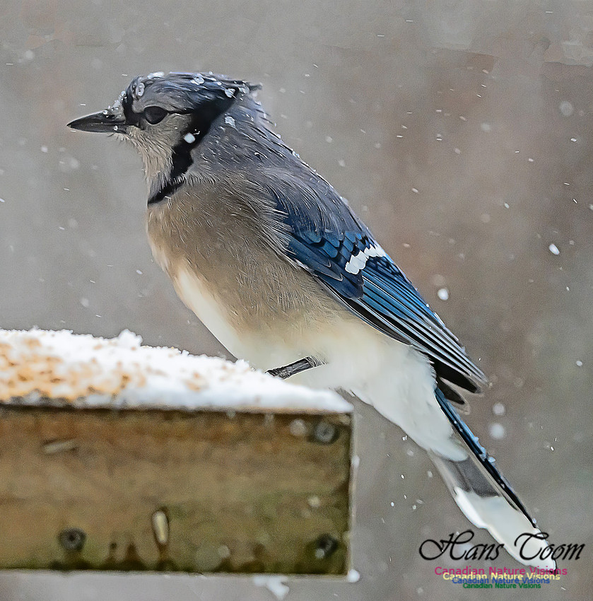 Blue Jay 102