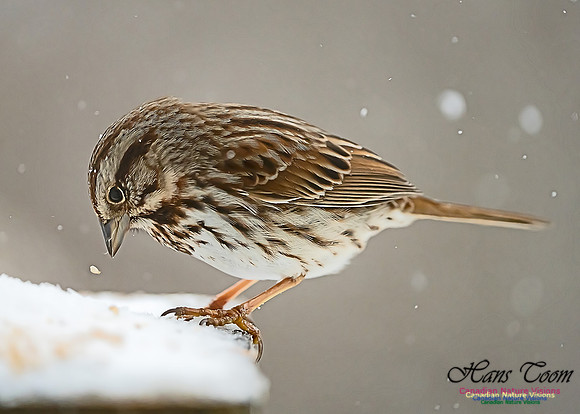 Song Sparrow 100
