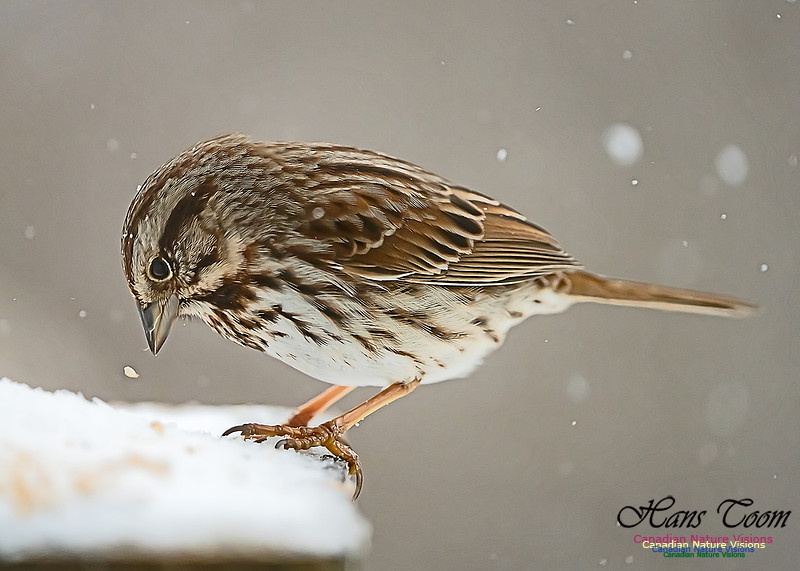 Song Sparrow 100