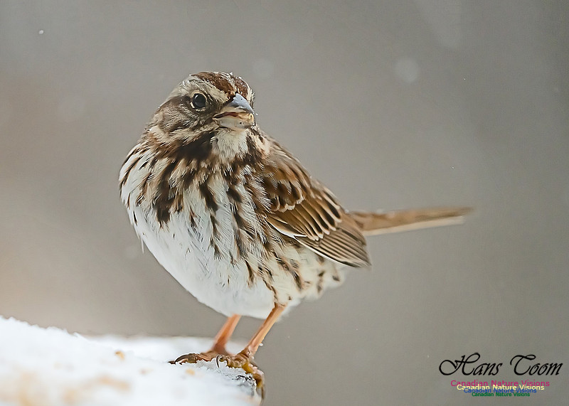 Song Sparrow 101
