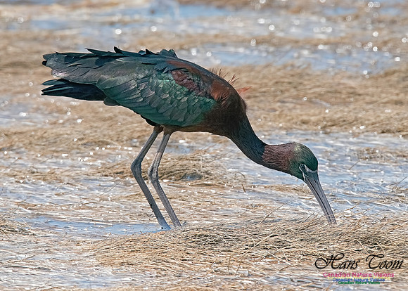 Glossy Ibis 16