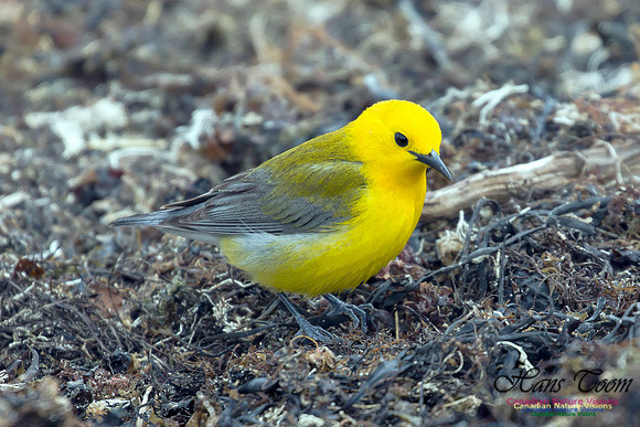 Prothonotary Warbler 26