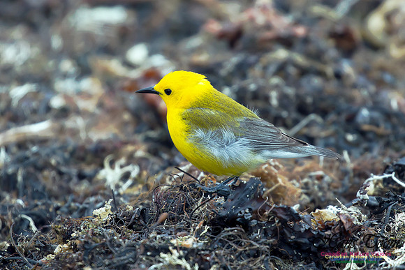 Prothonotary Warbler 18