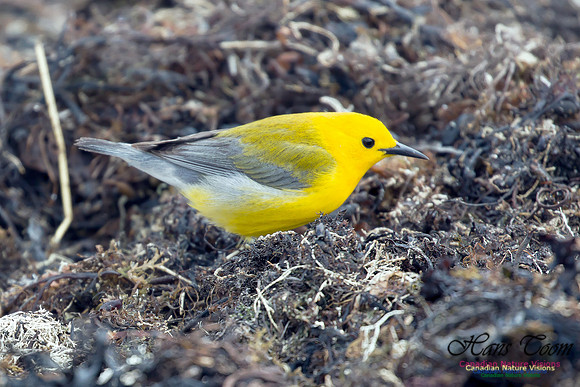 Prothonotary Warbler 20