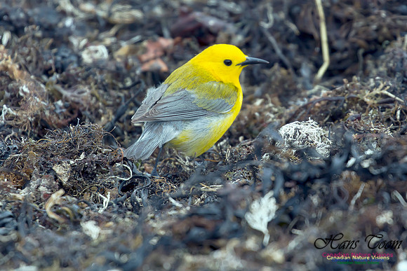 Prothonotary Warbler 21