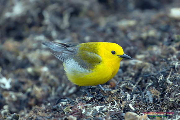 Prothonotary  Warbler 22