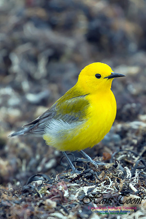 Prothonotary Warbler 23