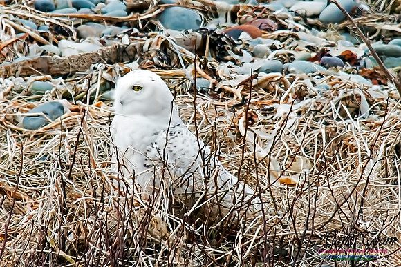 Snowy Owl