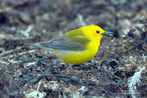 Prothonotary Warbler 31