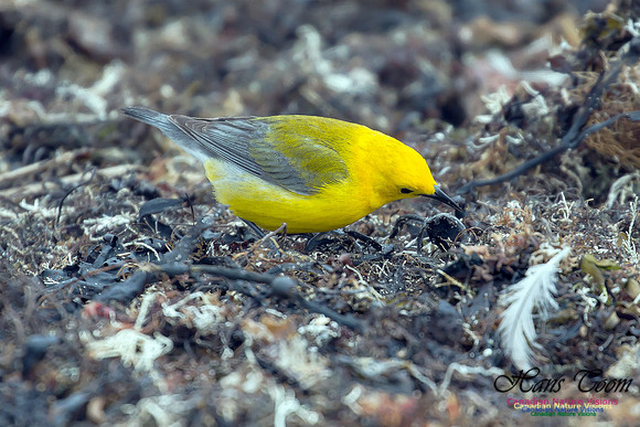 Prothonotary Warbler 32