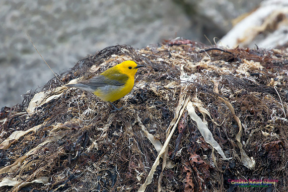 Prothonotary Warbler 35