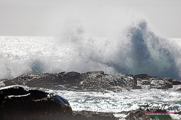 Duncan Reef Surf 1