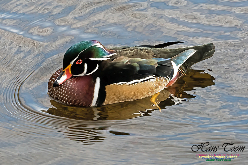 Wood Duck