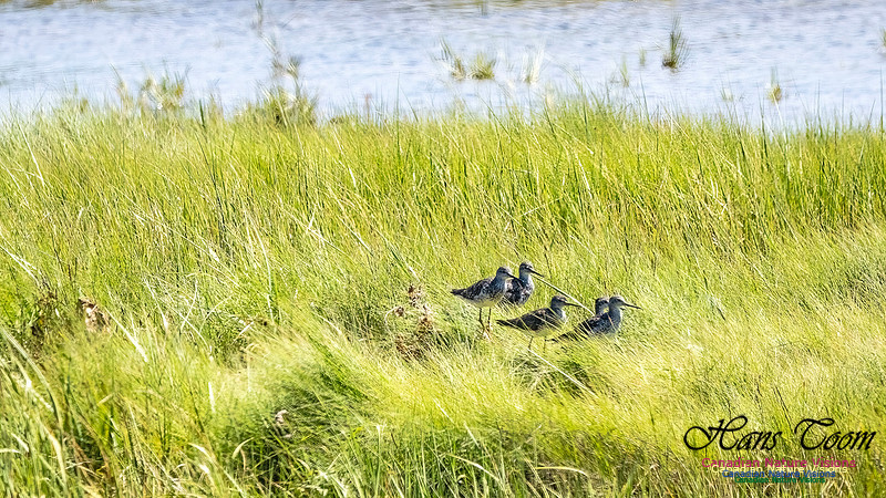 Lesser Yellowlegs 100