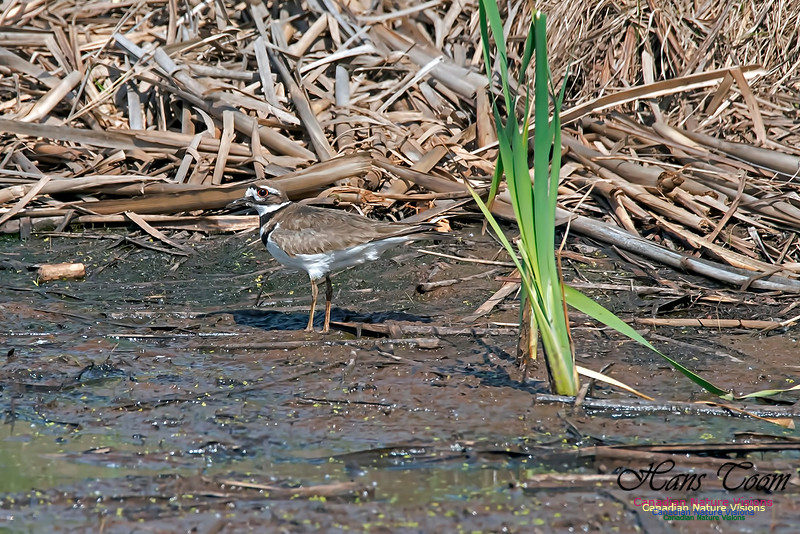 Killdeer