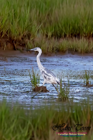 Little Blue Heron 118