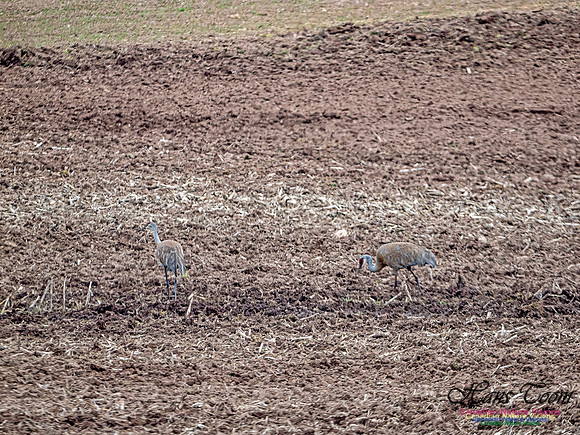 Sandhill Crane 901