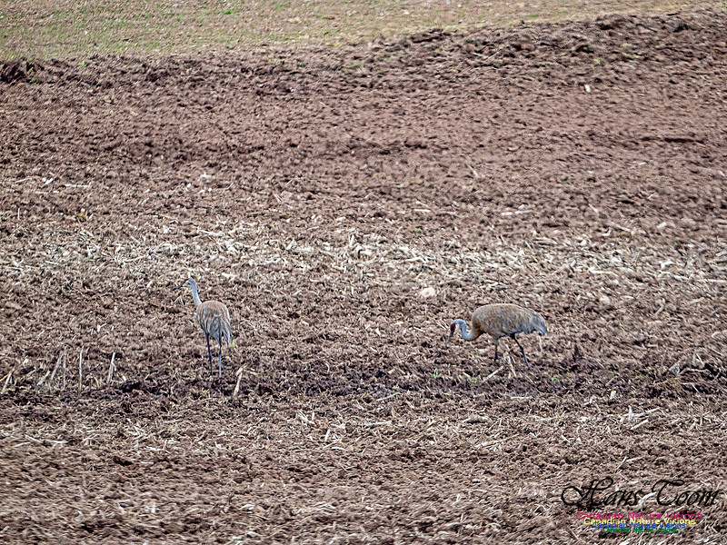 Sandhill Crane 901
