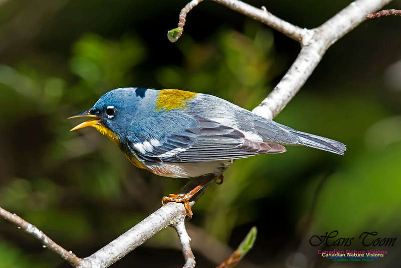 Northern Parula