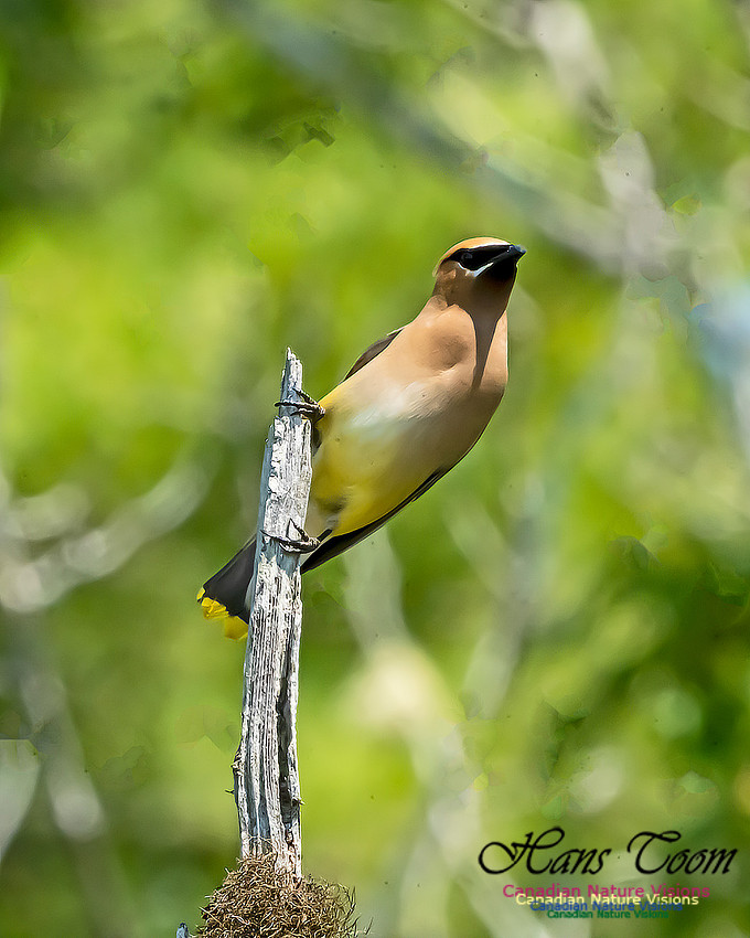 Cear Waxwing 112