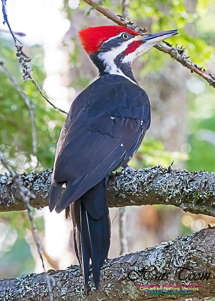 Pilleated Woodpecker 102