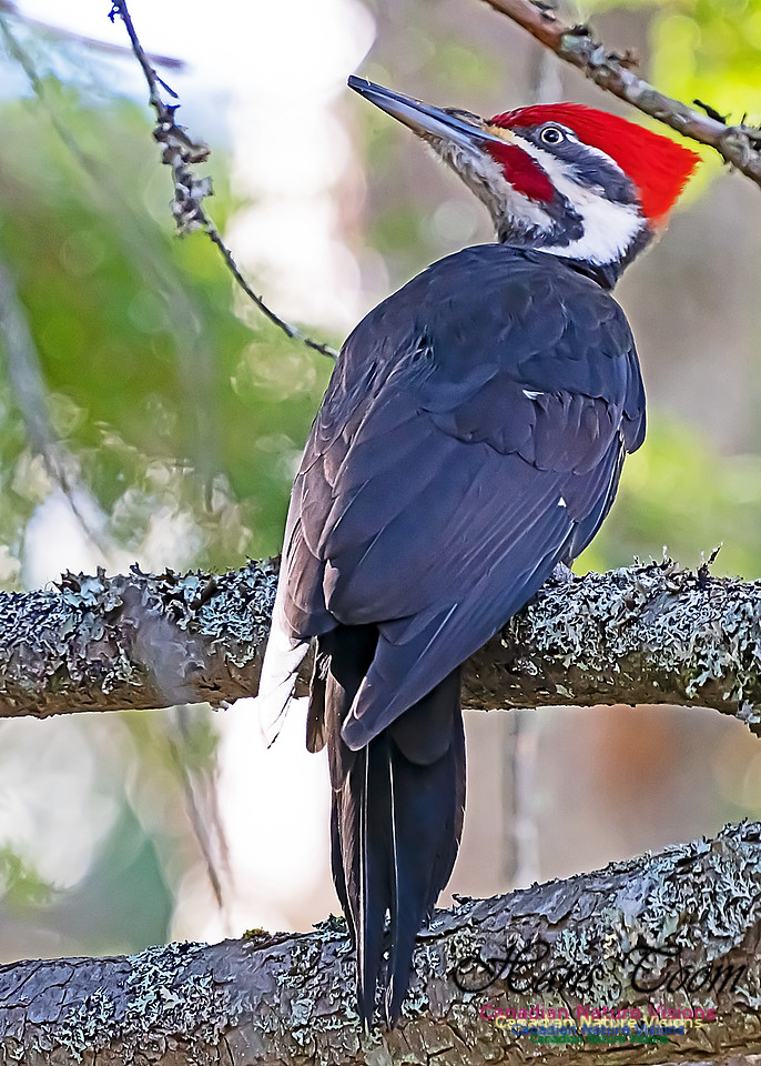 Pilleated Woodpecker 101