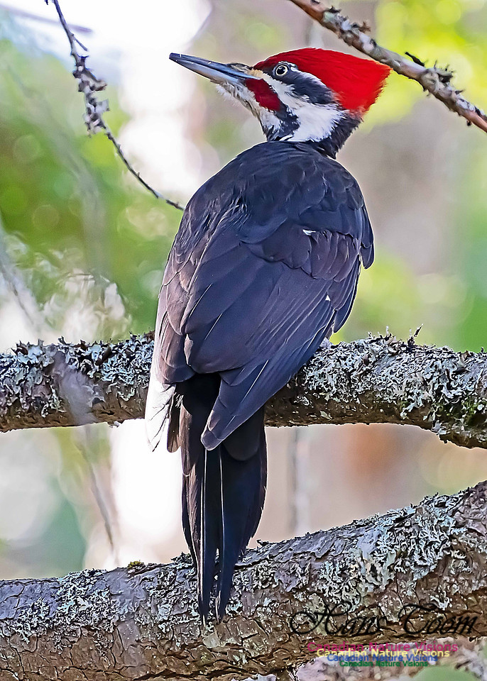 Pilleated Woodpecker 100