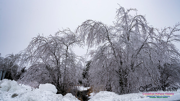 Ice Storm 2022 106
