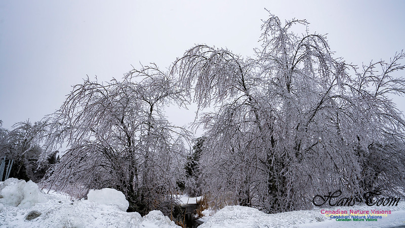 Ice Storm 2022 106