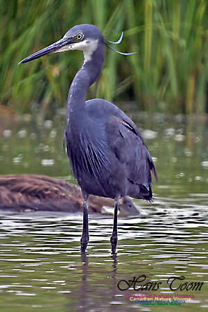 Western Reef Heron
