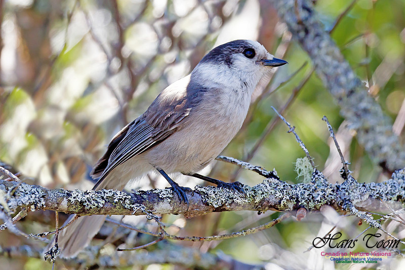 Canada Jay 9