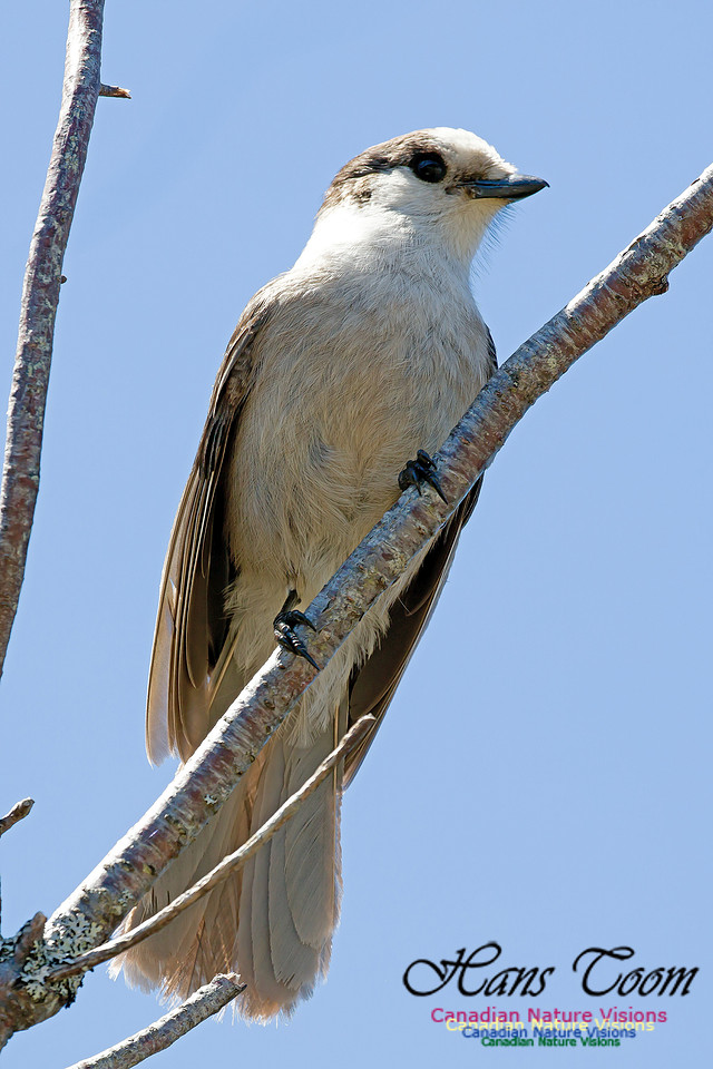 Canada Jay 8