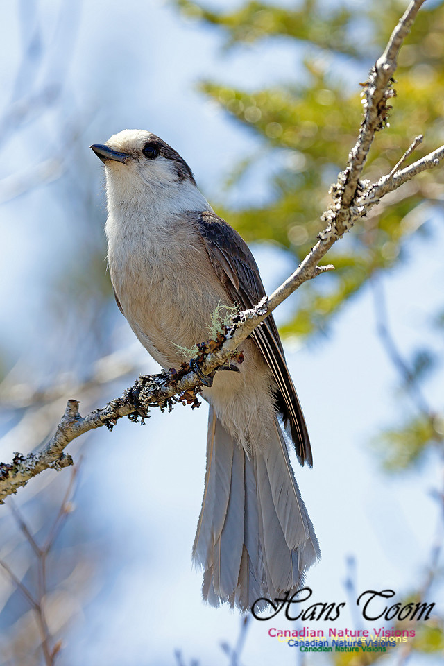 Canada Jay 3