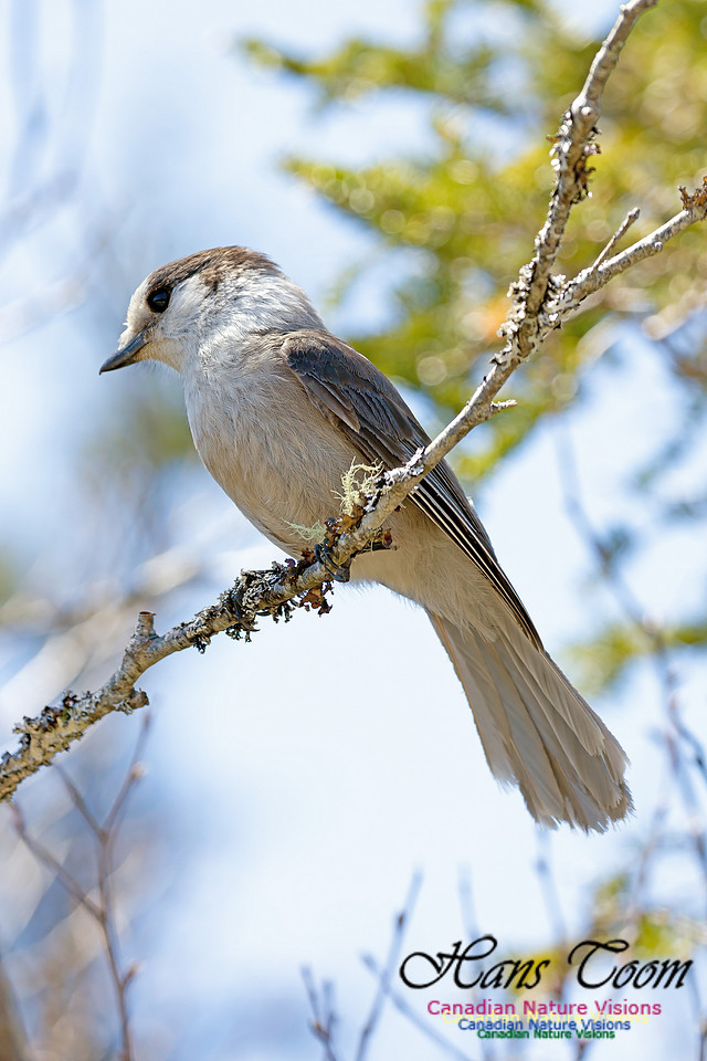 Canada Jay 5