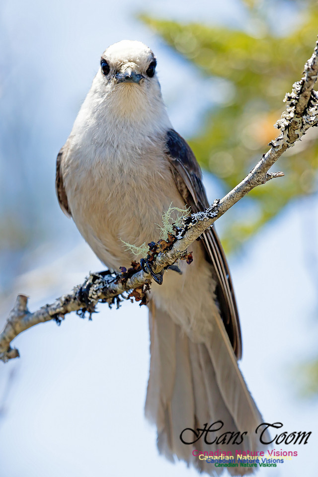 Canada Jay 6