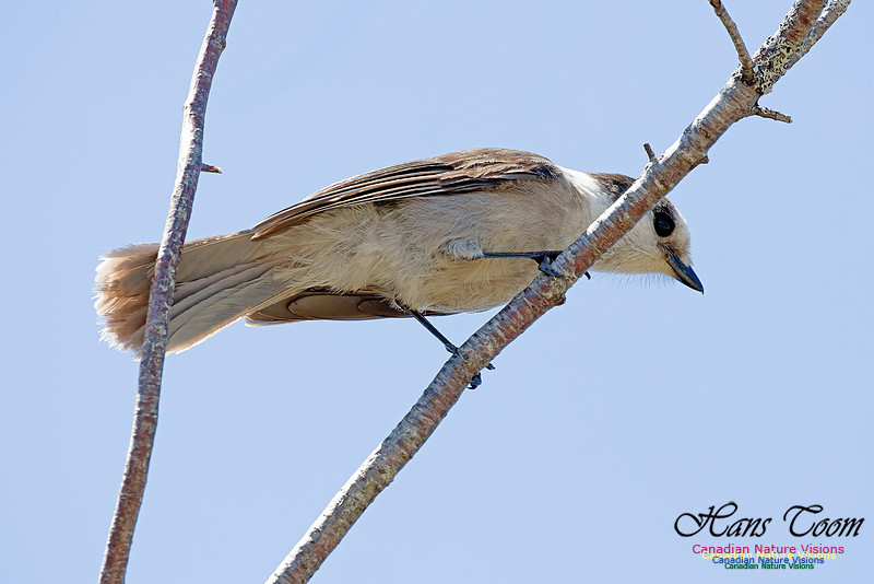 Canada Jay 7