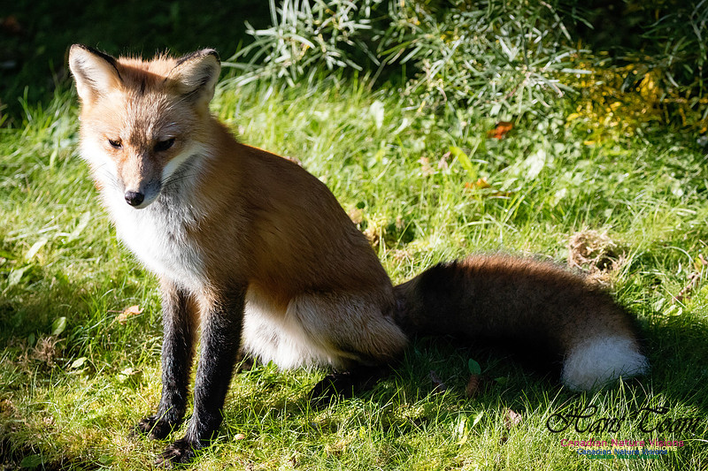 Red Fox