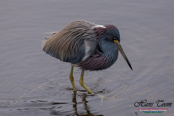 Tricoloured Heron 31