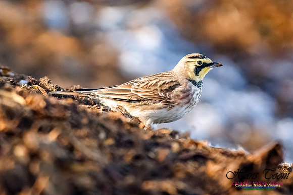 Horned Lark 100