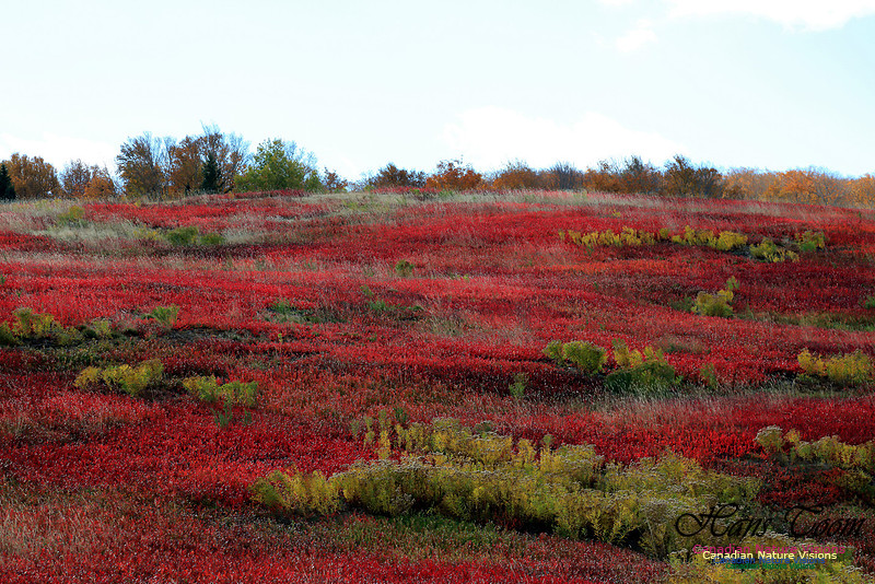 Maple Forest Fall Colours 2016