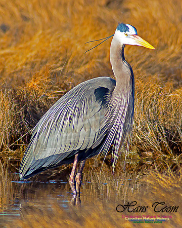 Great Blue Heron