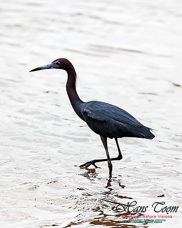 Little Blue Heron 106