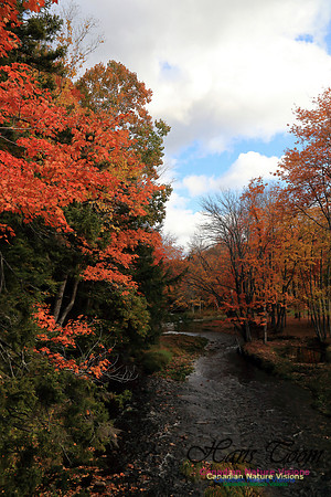 FallColours2016-1020