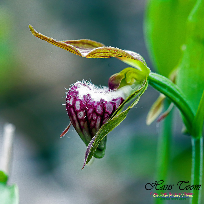 Ram's Head Orchid 2