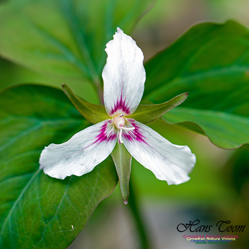 Painted Trillium 15