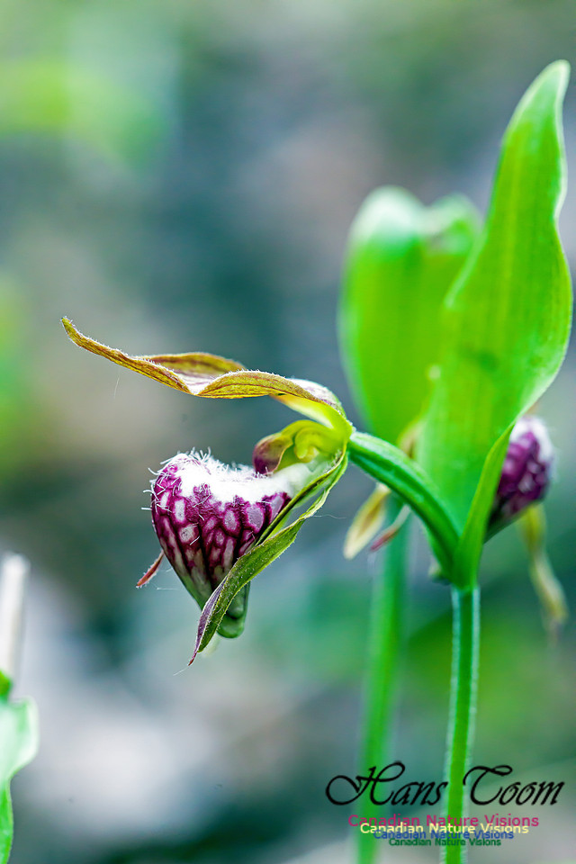 Ram's Head Orchid 1